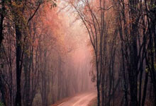 大坂直美在塞尔维亚队比赛中表现优异，出色防守引发热议！